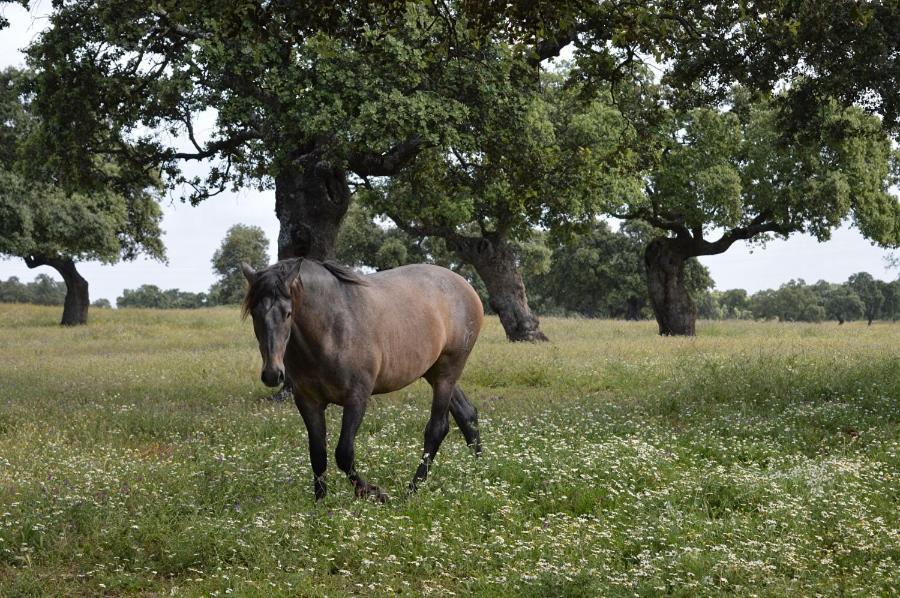 波索夫兰科Cortijo Charcollana别墅 外观 照片